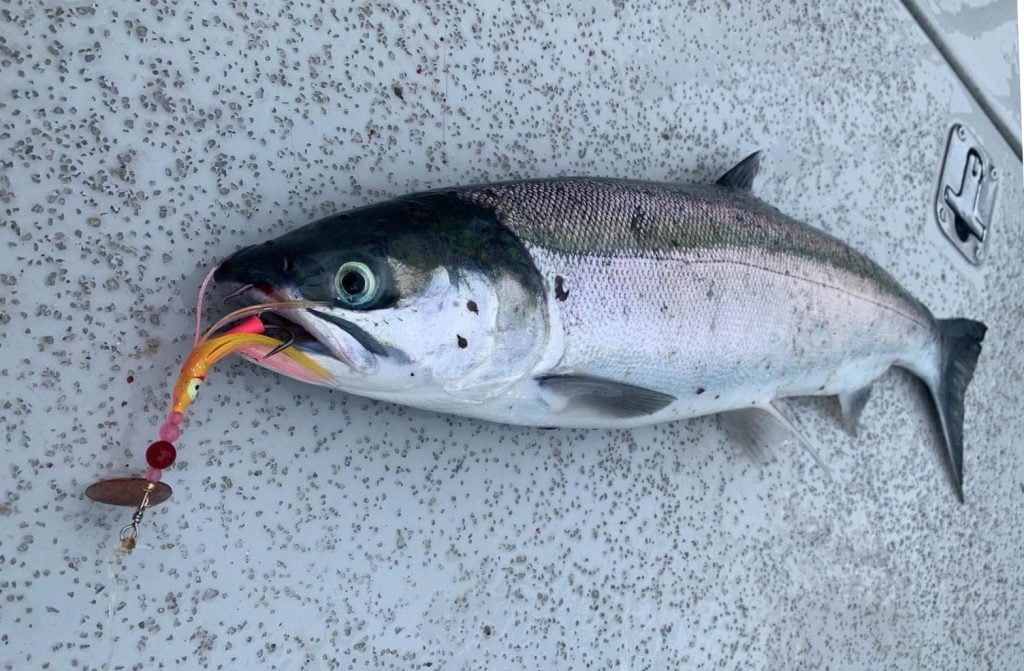 the best salmon trolling spinners